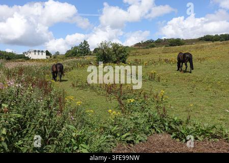Zwei Dunkle Pferde grasen auf einer grünen Sommerwiese, umgeben von Wildblumen unter einem blauen Himmel mit großen weißen Wolken in England, UK. Stockfoto