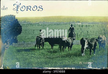 Eine Gruppe dunkler Tiere mit hellen Markierungen, wahrscheinlich Stiere, stehen auf einer grasbewachsenen Wiese mit zwei Figuren zu Pferd und einer zu Fuß, in einer Szene, die mit der Tauromachie zusammenhängt, fotografiert zwischen 1900 und 1916. Stockfoto