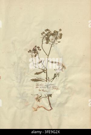 Ein gepresstes Pflanzenexemplar von Iberis amara mit einem zentralen Stängel, mehreren Ästen, kleinen gebüschelten Blüten und Blättern, angeordnet auf einem hellfarbigen Papierhintergrund mit einem handgeschriebenen Etikett. Stockfoto