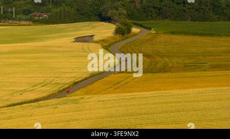 Luftaufnahme einer kurvenreichen Landstraße zwischen reifenden Getreidefeldern mit einem hölzernen Feldscheune bei Sonnenaufgang, Baden-Württemberg, Deutschland Stockfoto