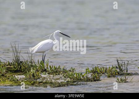 Seidenreiher Stockfoto