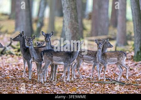 Damhirsch Stockfoto