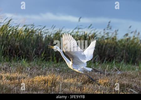 Silberreiher Stockfoto