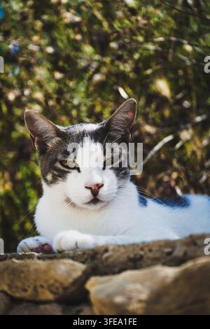 Nahaufnahme-Porträt einer schwarz-weißen Katze mit grünen Augen im Freien Stockfoto