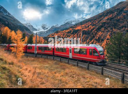 Der rote Bernina Express-Zug fährt durch den farbenfrohen Herbstwald Stockfoto