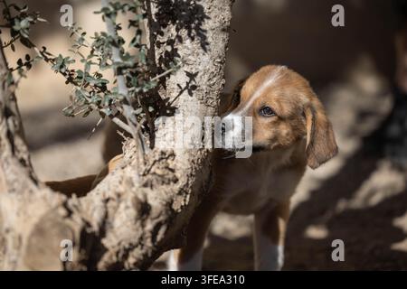 Mischlingswelpe späht um den Baumstamm herum Stockfoto