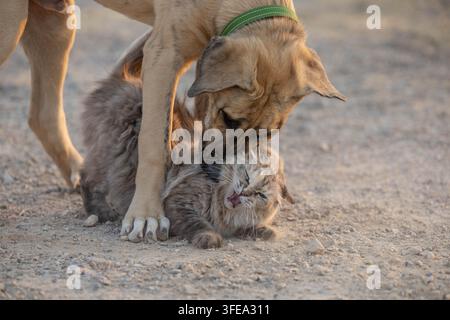 Mastin-Espanol-Mischling und Ragdoll-Kätzchen auf Kies Stockfoto