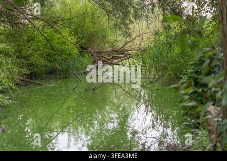 Gefallene Baumäste liegen über einem stillen Teich, der mit grünen Algen bedeckt ist, während Weidenlaub das reflektierende Wasser umrahmt. Stockfoto