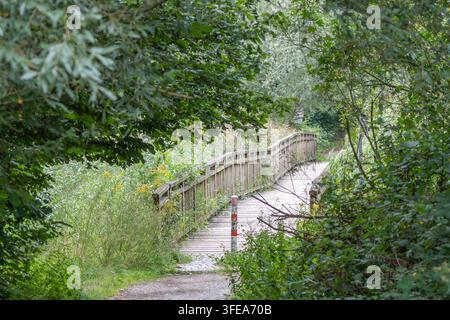Eine hölzerne Promenade-Brücke mit Geländern windet sich durch üppige Vegetation in einem Park, flankiert von hohen Bäumen und gelben Blumen. Stockfoto