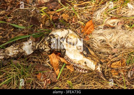 Hirschschädel und Teil-Skelett liegen natürlich zwischen Gras, Blättern und Waldresten auf dem Waldboden. Stockfoto