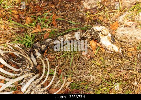 Hirschschädel und auffälliger Brustkorb liegen zwischen Gras, Blättern und Waldvegetation in einer natürlichen Außenumgebung. Stockfoto