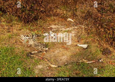 Fast vollständiges Hirschskelett, das natürlich zwischen Gras und Waldvegetation auf dem Waldboden liegt. Eine dokumentarische Aufnahme von Wildtieren und na Stockfoto