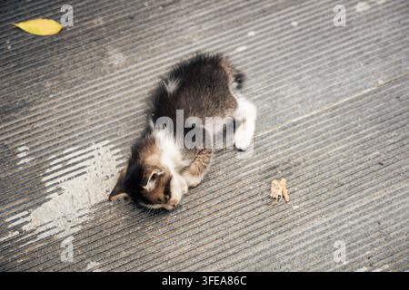 Ein kleiner streunender getigerter und weißer Kater ruht auf einem Gehweg in Shanwei, Guangdong, China. Stockfoto