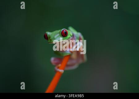 Der rotäugige Baumfrosch, Agalychnis callidryas, ist ein berühmter Frosch aufgrund seines auffälligen Aussehens und seiner leuchtend roten Augen. Stockfoto