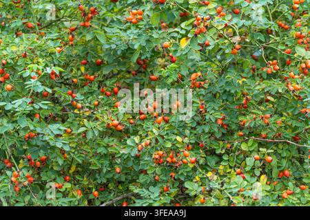 Hundrose-Ast sind dicht mit reifen orangefarbenen Früchten und grünen Blättern bedeckt und füllen das Bild von Rand zu Rand. Stockfoto
