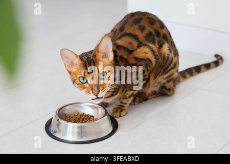 Bengal-Katze sitzt neben einer Schüssel mit Trockenfutter und schaut in die Kamera Stockfoto