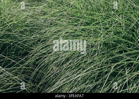 Dichte grüne Miscanthus-Ziergrasblättern-Textur, die in einem Sommergarten wächst Stockfoto