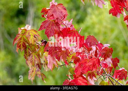 Rote und grüne Ahornblätter an einem Ast im Spätsommer, die den subtilen saisonalen Übergang einfangen, während das Laub zu wechseln beginnt. Stockfoto