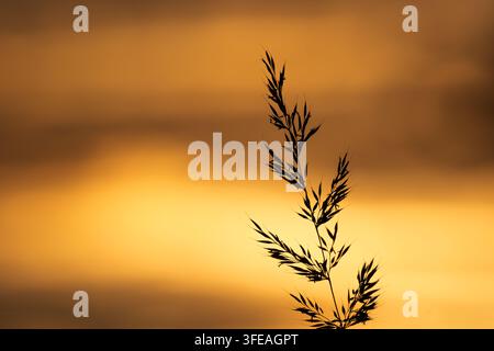Zarter Grashalm, der sich als Silhouette vor einem warmen goldenen Abendhimmel abhebt und Ruhe, Einsamkeit und natürliche Schönheit evoziert. Stockfoto