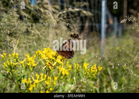 Ein brauner Schmetterling landet auf hellgelben Wildblumen, während eine Hummel in der Nähe in einer sonnendurchfluteten Wiese schwebt, perfekt für Natur- und Ökologiekonzepte. Stockfoto