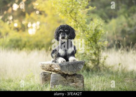 Royal Poodle Stockfoto