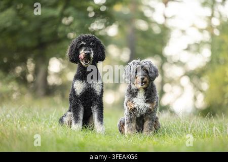 Aussiedoodle und Royal Pudel Stockfoto