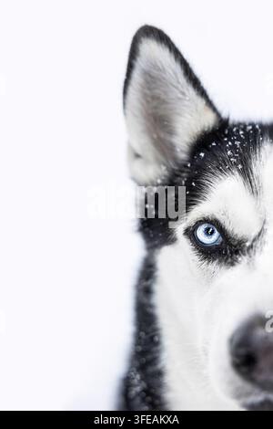Siberian Husky im winter Stockfoto