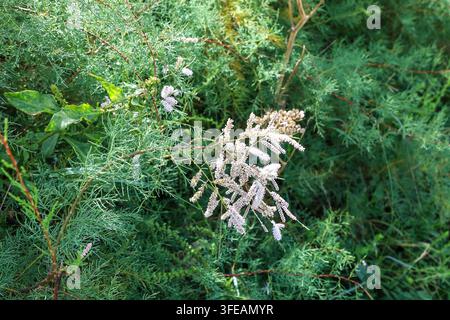 Tamarix gallica, auch als Französischer Tamarisk bekannt, ist ein laubabwerfender, krautiger, verzweigtor Strauch oder kleiner Baum, Cornwall, England, UK Stockfoto