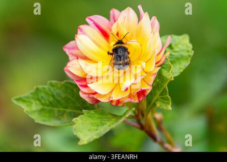 Biene auf Dahlienblüte mit gelben und rosa Blütenblättern, die im Sommergarten Pollen sammelt. Irland Stockfoto