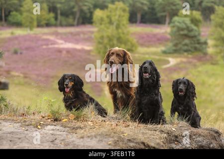 Deutsch Langhaar Zeiger Stockfoto
