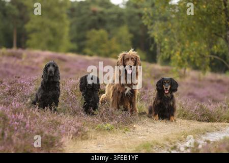 Deutsch Langhaar Zeiger Stockfoto
