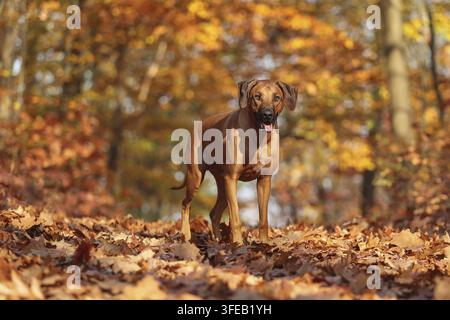 Rhodesian Ridgeback Stockfoto