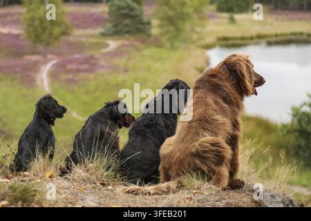 Deutsch Langhaar Zeiger Stockfoto