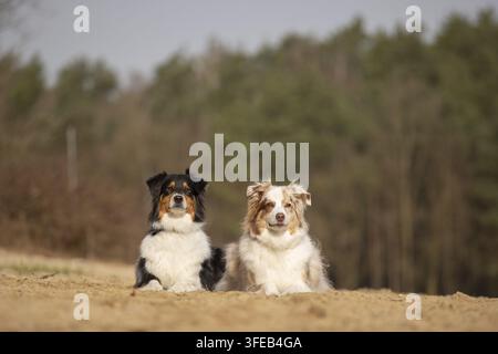 Australian Shepherd Stockfoto