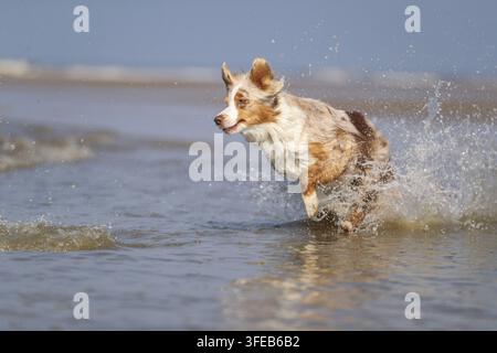 Australian Shepherd Stockfoto