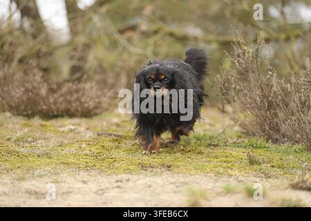 Cavalier King Charles Spaniel Stockfoto