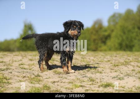 Miniatur Australian Shepherd Welpen Stockfoto