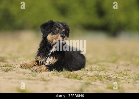 Miniatur Australian Shepherd Welpen Stockfoto