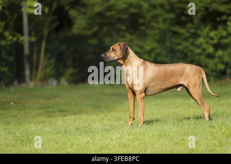 Rhodesian Ridgeback Stockfoto