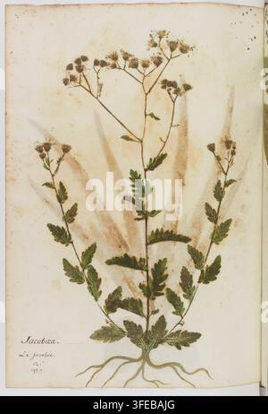 Ein Kupferstich von Zenobe Pacini aus dem Jahr 1520, einem Graveur des 15.-16. Jahrhunderts, der ein gepresstes Pflanzenexemplar von Jacobaea zeigt, mit mehreren Stängeln, zusammengesetzten Blättern, kleinen gebüschelten Blüten und sichtbaren Wurzeln, die vertikal auf einer Seite angeordnet sind. Stockfoto