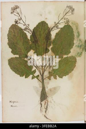 Ein botanischer Druck aus dem 16. Jahrhundert von Zenobe Pacini, einem Kupferstecher, der ein gepresstes Pflanzenexemplar von Napus oder Navet zeigt, mit breiten grünen Blättern, einem zentralen Stängel, kleinen gebüschten Blüten und sichtbaren Wurzeln, vertikal auf einer Seite mit Text angeordnet. Stockfoto