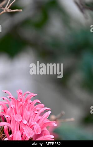 Makrofotografie von wunderschönen rosa Jacobinia-Blüten, auch bekannt als brasilianische Federblume oder Justicia carnea, die detaillierte Blütenblätter und weiches Na zeigen Stockfoto