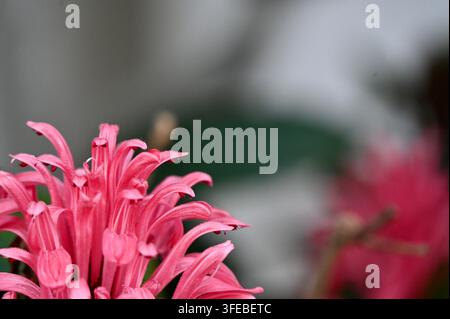 Makrofotografie von wunderschönen rosa Jacobinia-Blüten, auch bekannt als brasilianische Federblume oder Justicia carnea, die detaillierte Blütenblätter und weiches Na zeigen Stockfoto