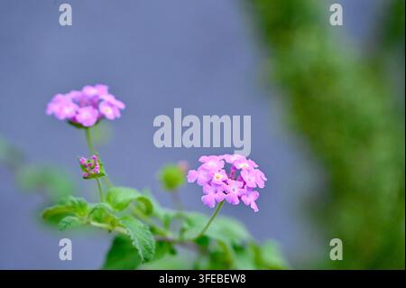 Makrofotografie mit Nahaufnahme von kleinen lila Lantana-Blüten, die an schlanken Stängeln mit grünen Blättern blühen, hervorgehoben durch einen träumerischen, weichen Unschärfehintergrund Stockfoto