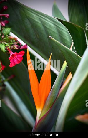 Nahaufnahme-Makrofotografie einer auffälligen Paradiesvogel-Blüte (Strelitzia reginae) mit leuchtend orangefarbenen und tiefblauen Blütenblättern, umgeben von Larven Stockfoto