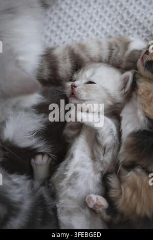 Deutsche Langhaarkatze Stockfoto