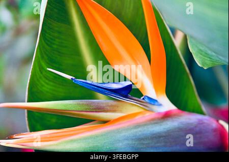 Nahaufnahme-Makrofotografie einer auffälligen Paradiesvogel-Blüte (Strelitzia reginae) mit leuchtend orangefarbenen und tiefblauen Blütenblättern, umgeben von Larven Stockfoto