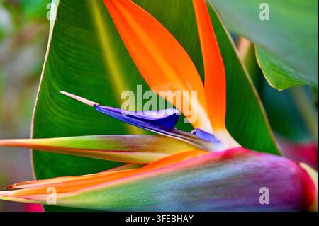Nahaufnahme-Makrofotografie einer auffälligen Paradiesvogel-Blüte (Strelitzia reginae) mit leuchtend orangefarbenen und tiefblauen Blütenblättern, umgeben von Larven Stockfoto