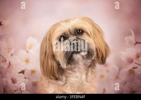 Shih Tzu Stockfoto