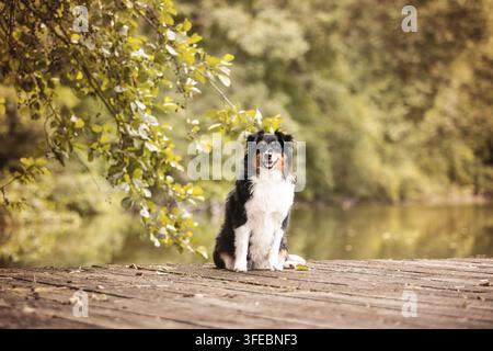 Miniatur American Shepherd Stockfoto
